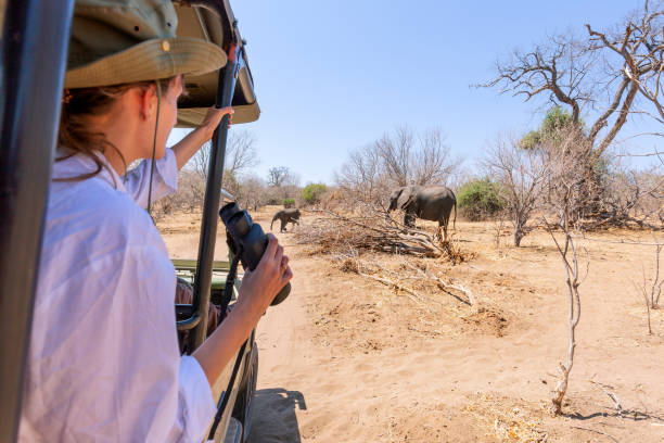 Safari Travel Experiences: Wild and Unforgettable Adventures